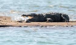 Discover Chambal’s Biodiversity With Chambal River Boat Safari